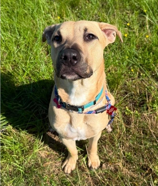 Enlarge Ace, a Adoptable mixed breed in Sedalia, CO image 3/3