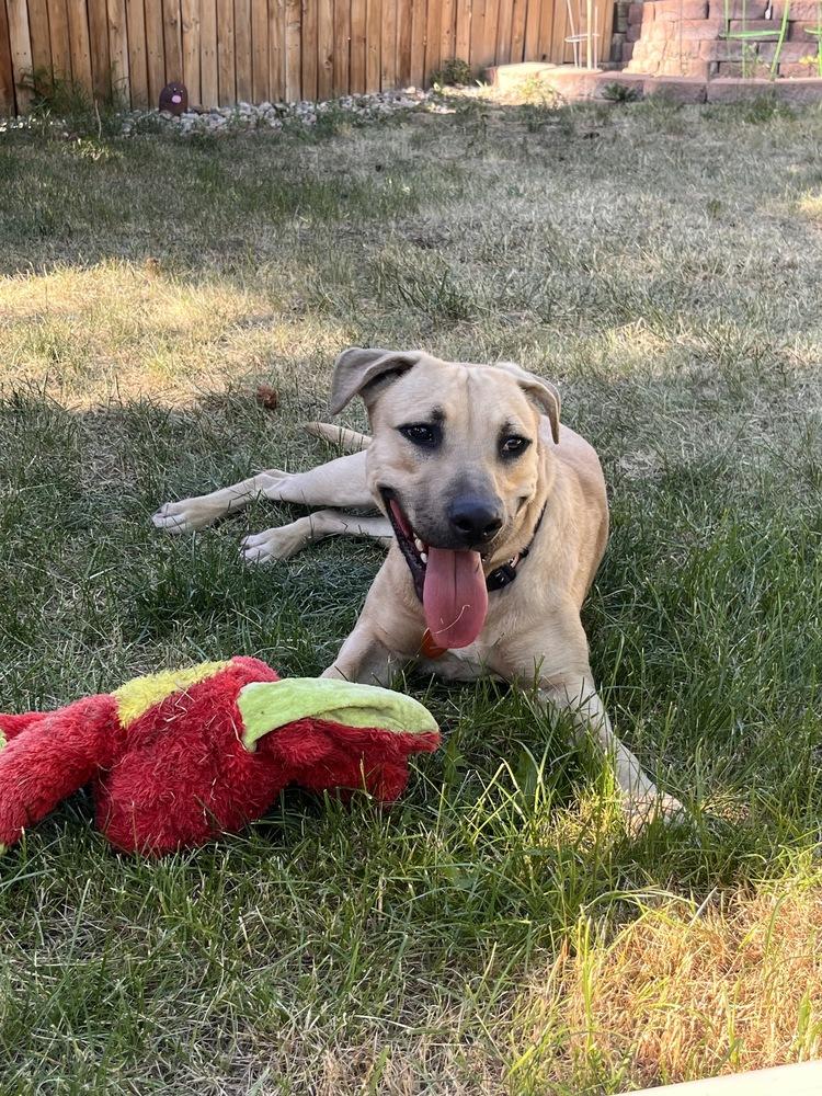 Enlarge Ace, a Adoptable mixed breed in Sedalia, CO image 4/5
