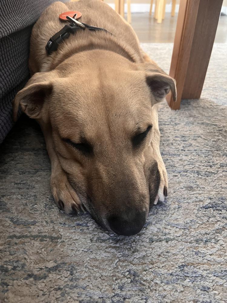 Enlarge Ace, a Adoptable mixed breed in Sedalia, CO image 5/5