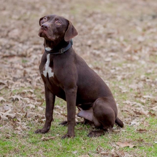 Rumpel, Adoptable, Adult Male Labrador Retriever.