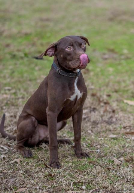 Enlarge Rumpel, a Adoptable mixed breed in Princeton, MA image 2/3