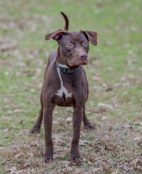 Enlarge Rumpel, a Adoptable mixed breed in Princeton, MA image 3/3