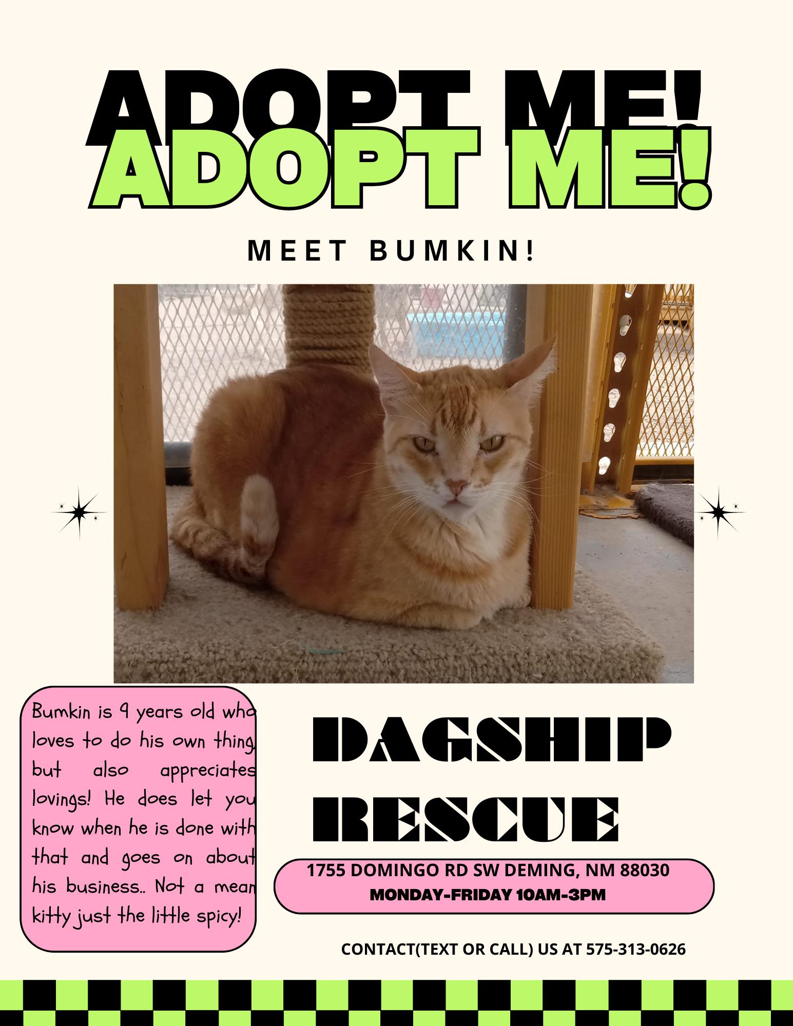Enlarge Bumkin, a ADOPTABLE Tabby in Deming, NM image 3/3