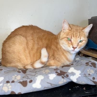 Bumkin, ADOPTABLE, Senior Male Tabby.