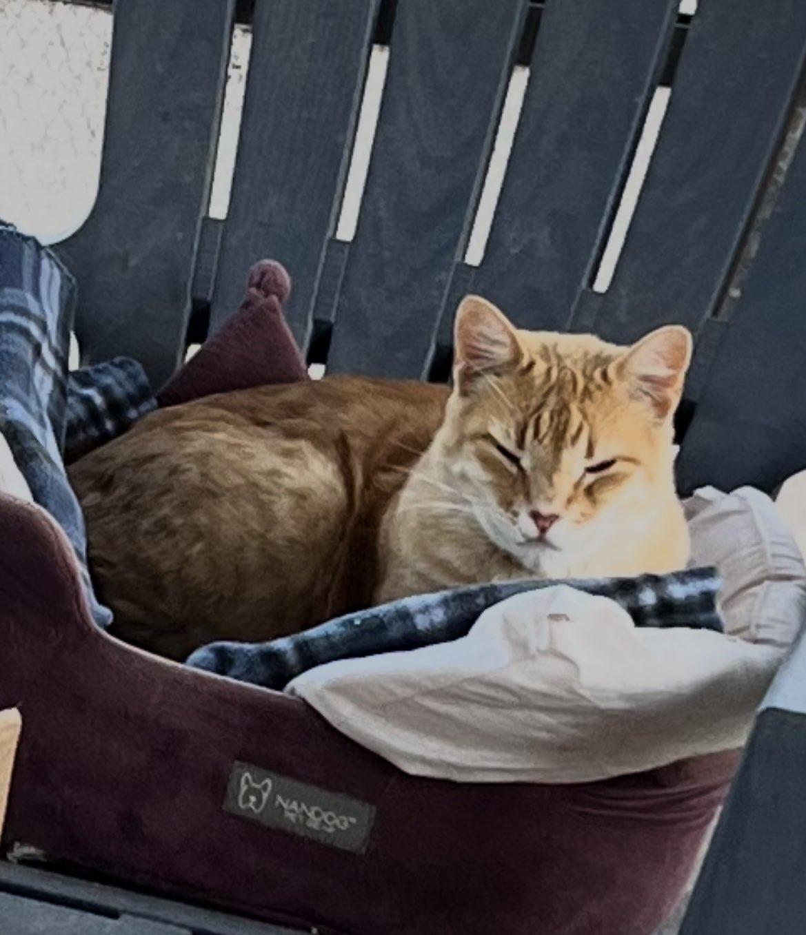 Enlarge Bumkin, a ADOPTABLE Tabby in Deming, NM image 2/3