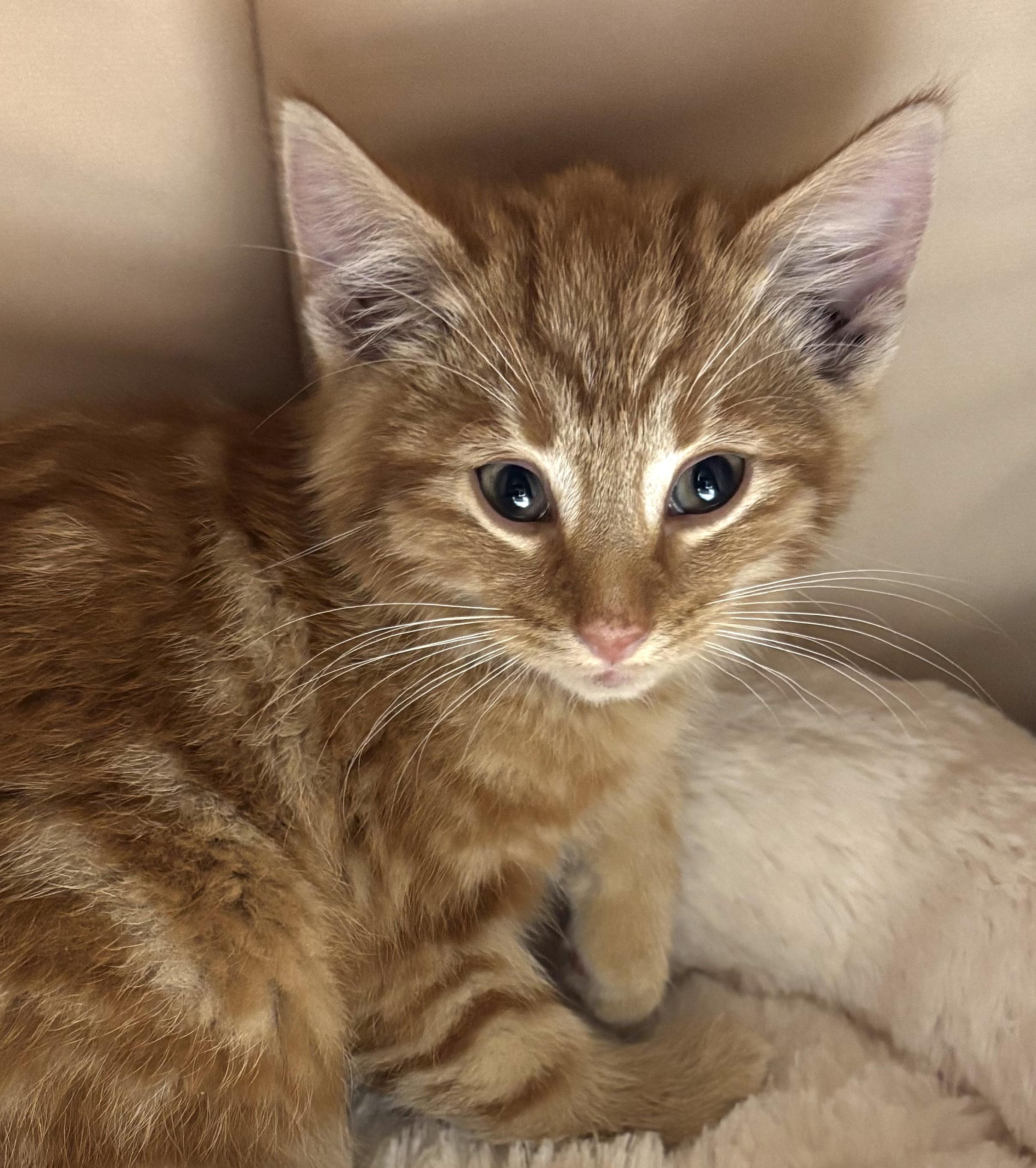 Milton, ADOPTABLE, Kitten Male Domestic Medium Hair.