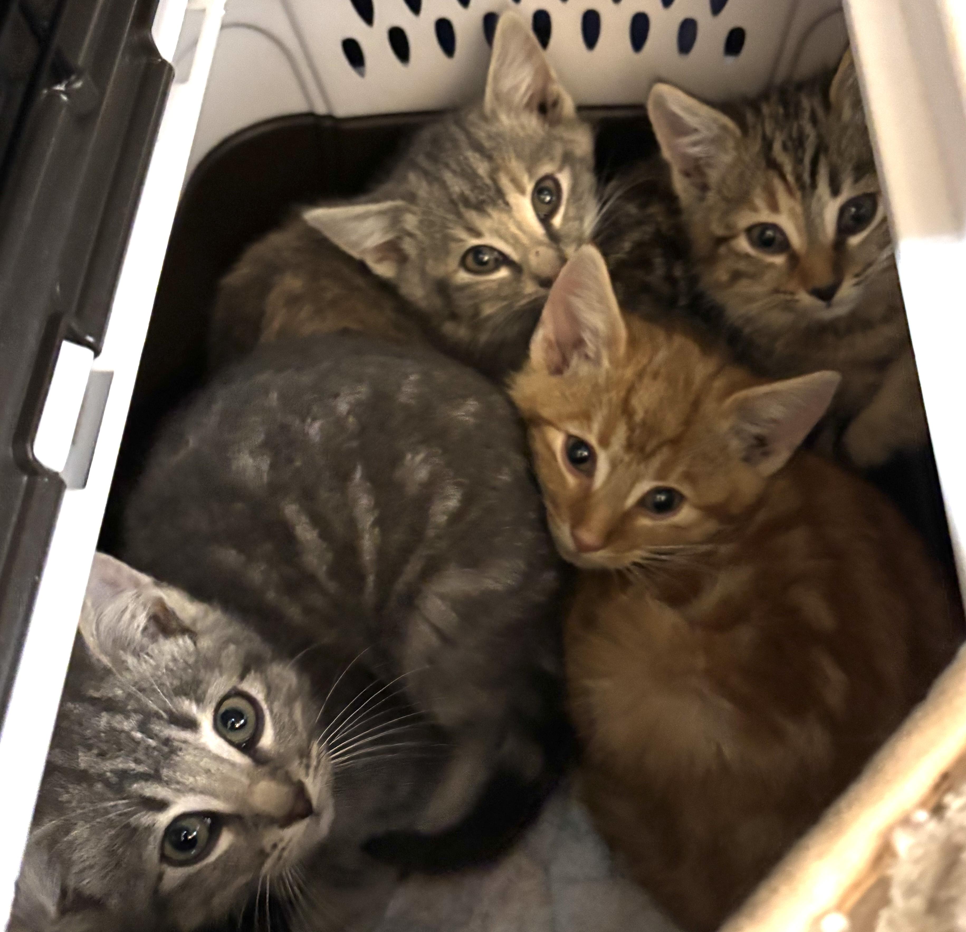 Enlarge Milton, a ADOPTABLE Domestic Medium Hair in Palm Coast, FL image 2/2