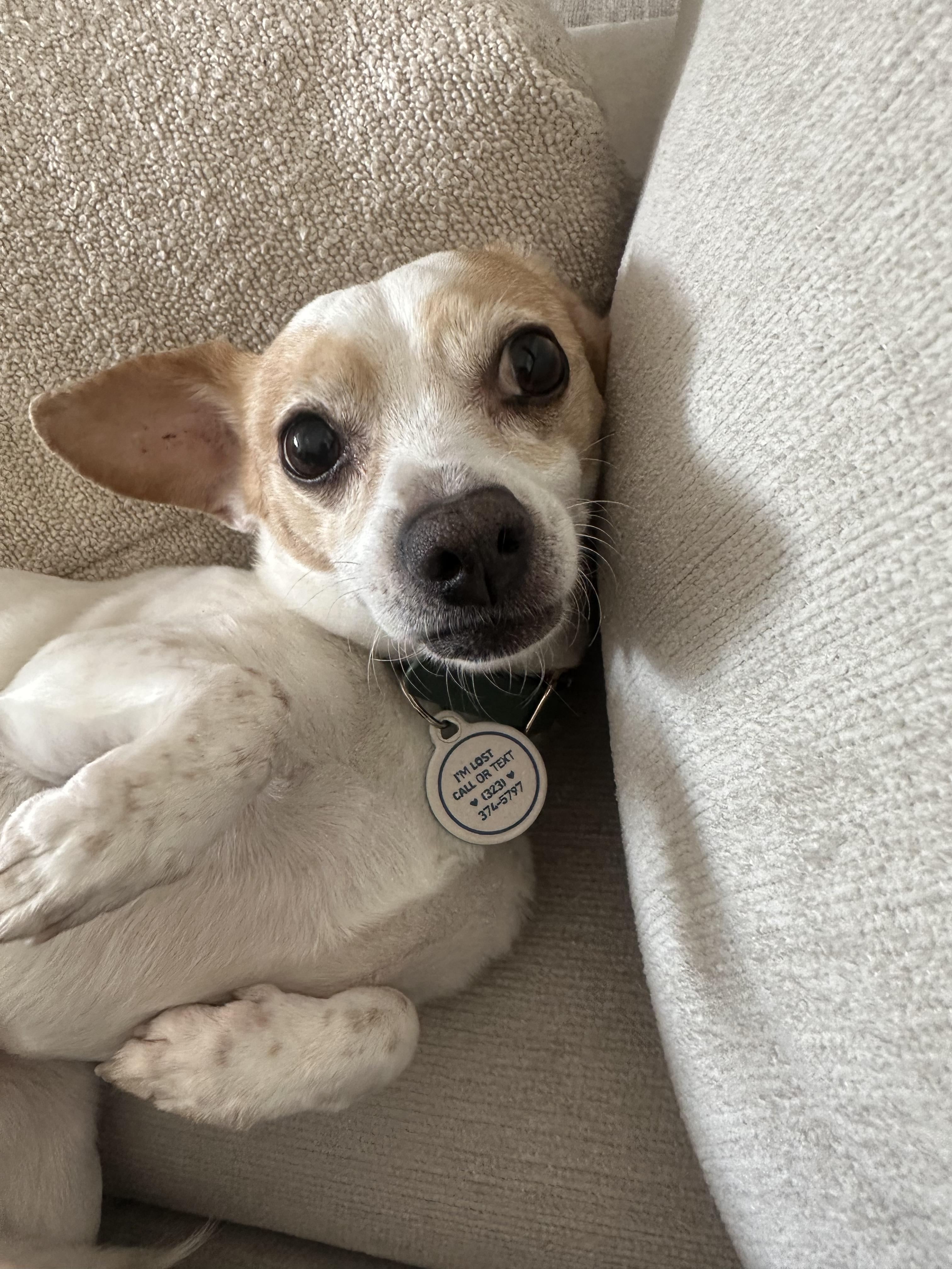 Marcie Heart, Adopted, Senior Female Chihuahua & Beagle.