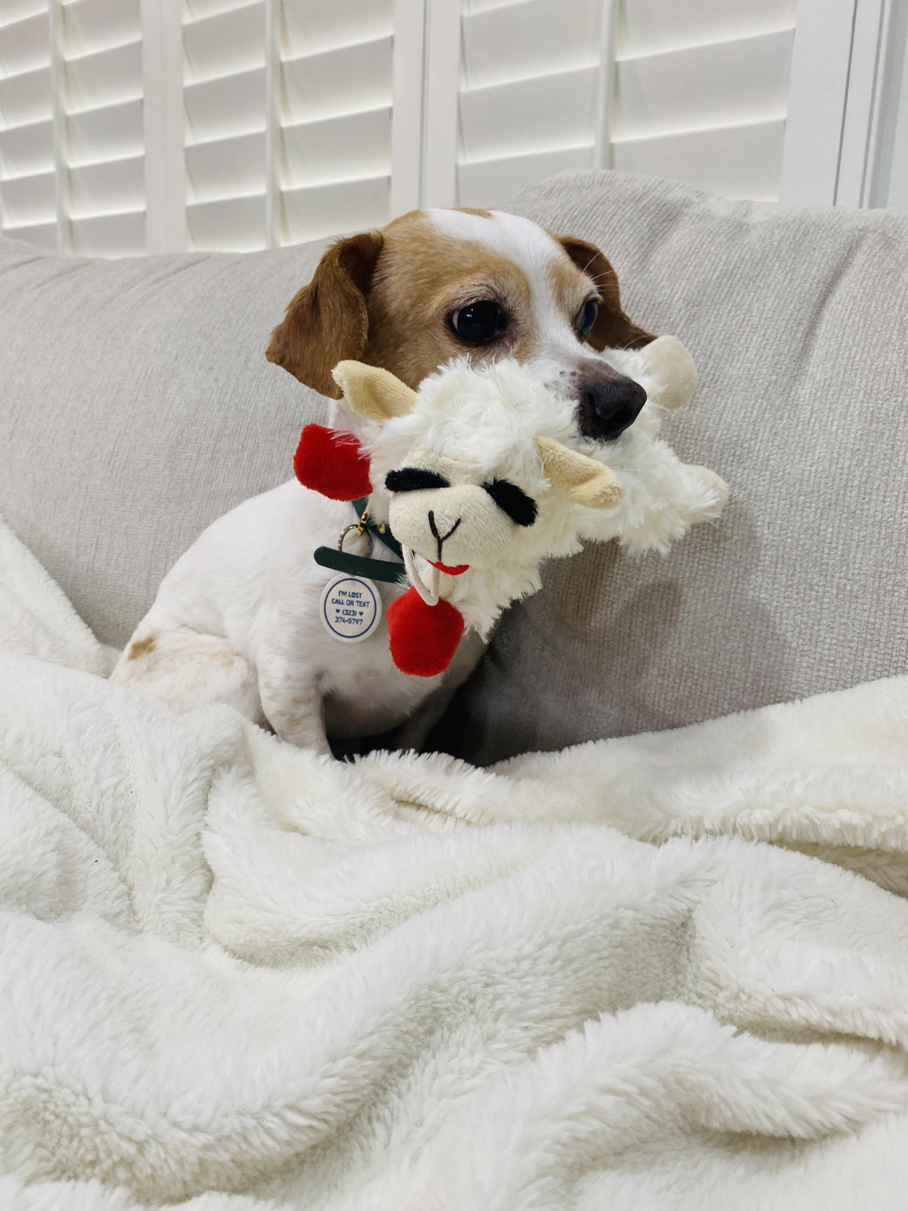 Enlarge Marcie Heart, a Adopted mixed breed in sherman oaks, CA image 2/4