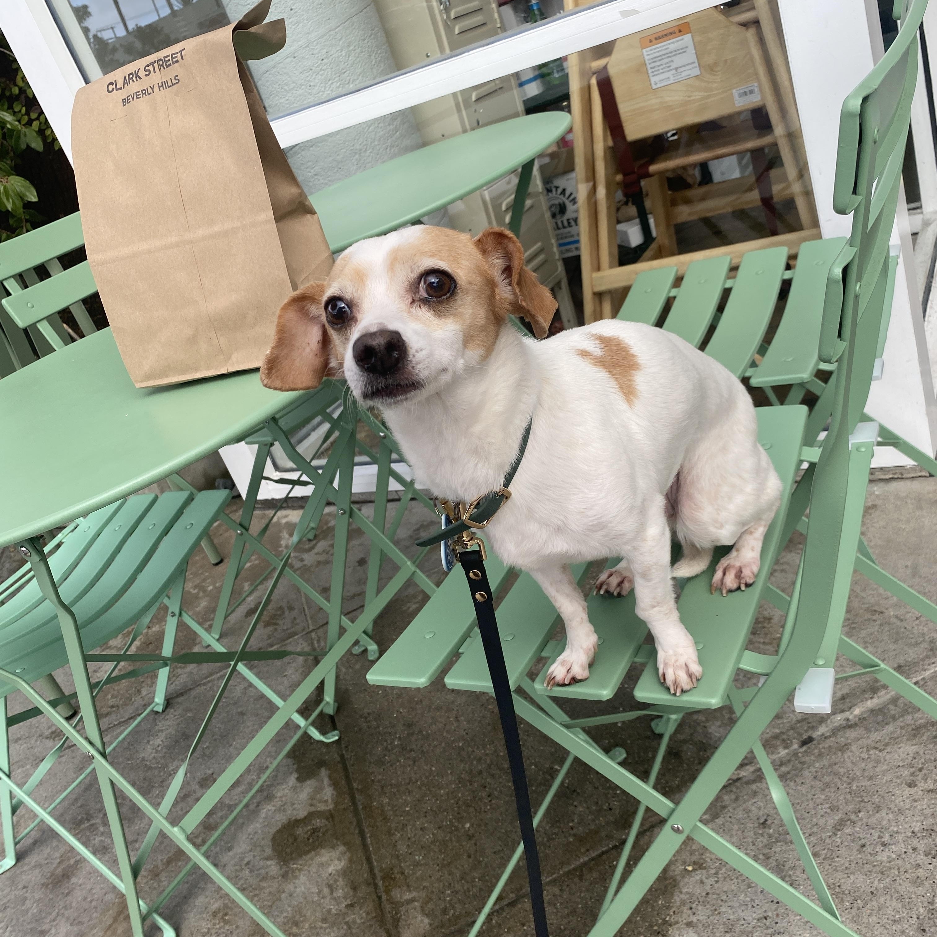 Enlarge Marcie Heart, a Adopted mixed breed in sherman oaks, CA image 3/4