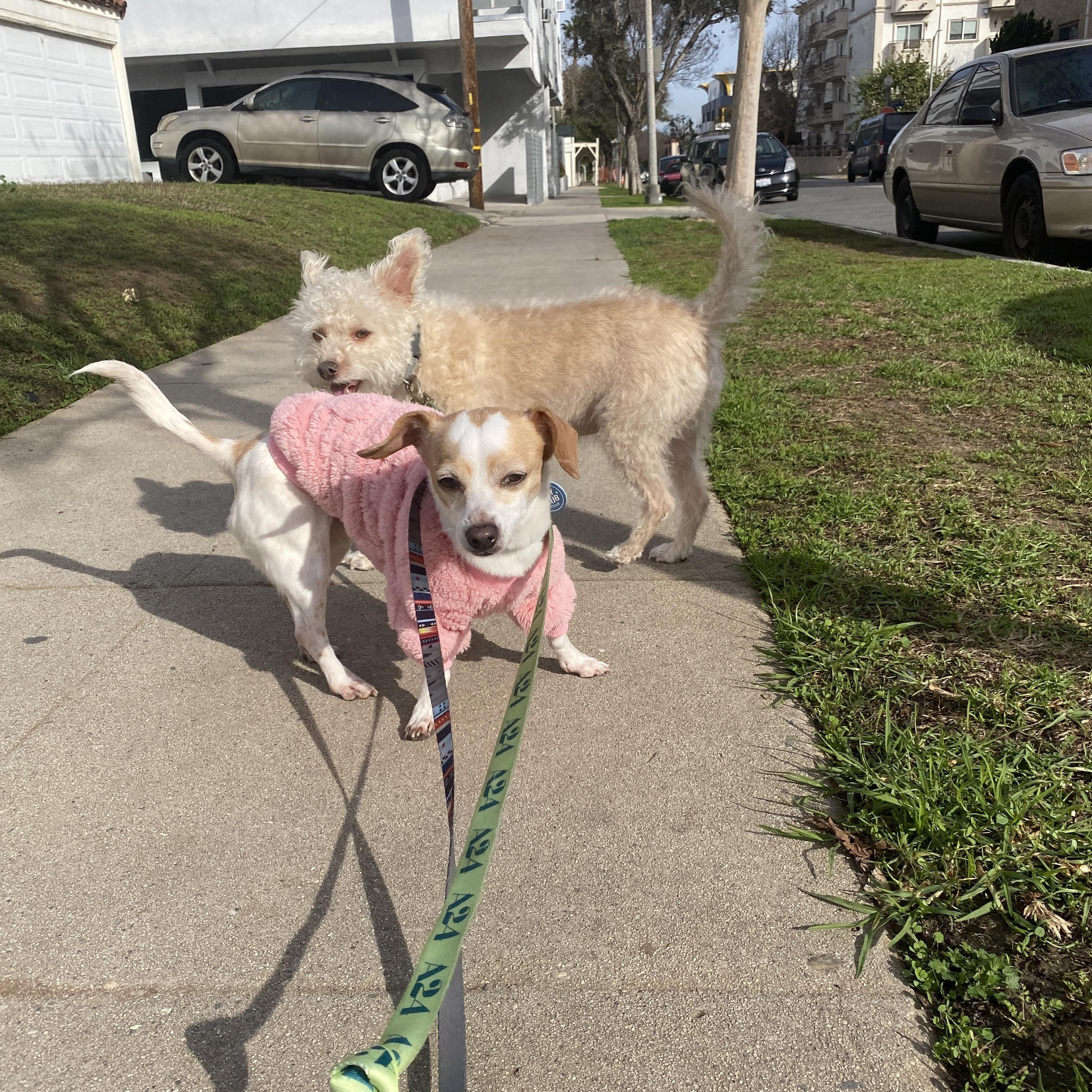 Enlarge Marcie Heart, a Adopted mixed breed in sherman oaks, CA image 4/4
