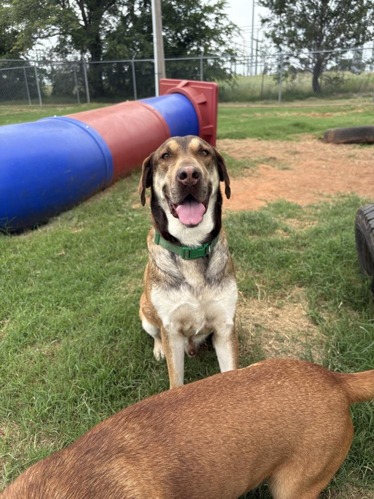 Bert, Adoptable, Adult Male Mixed Breed.