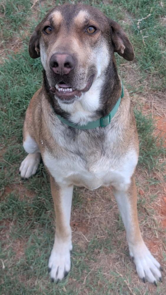 Bert, a Adoptable mixed breed in Deerfield, WI image 2/2