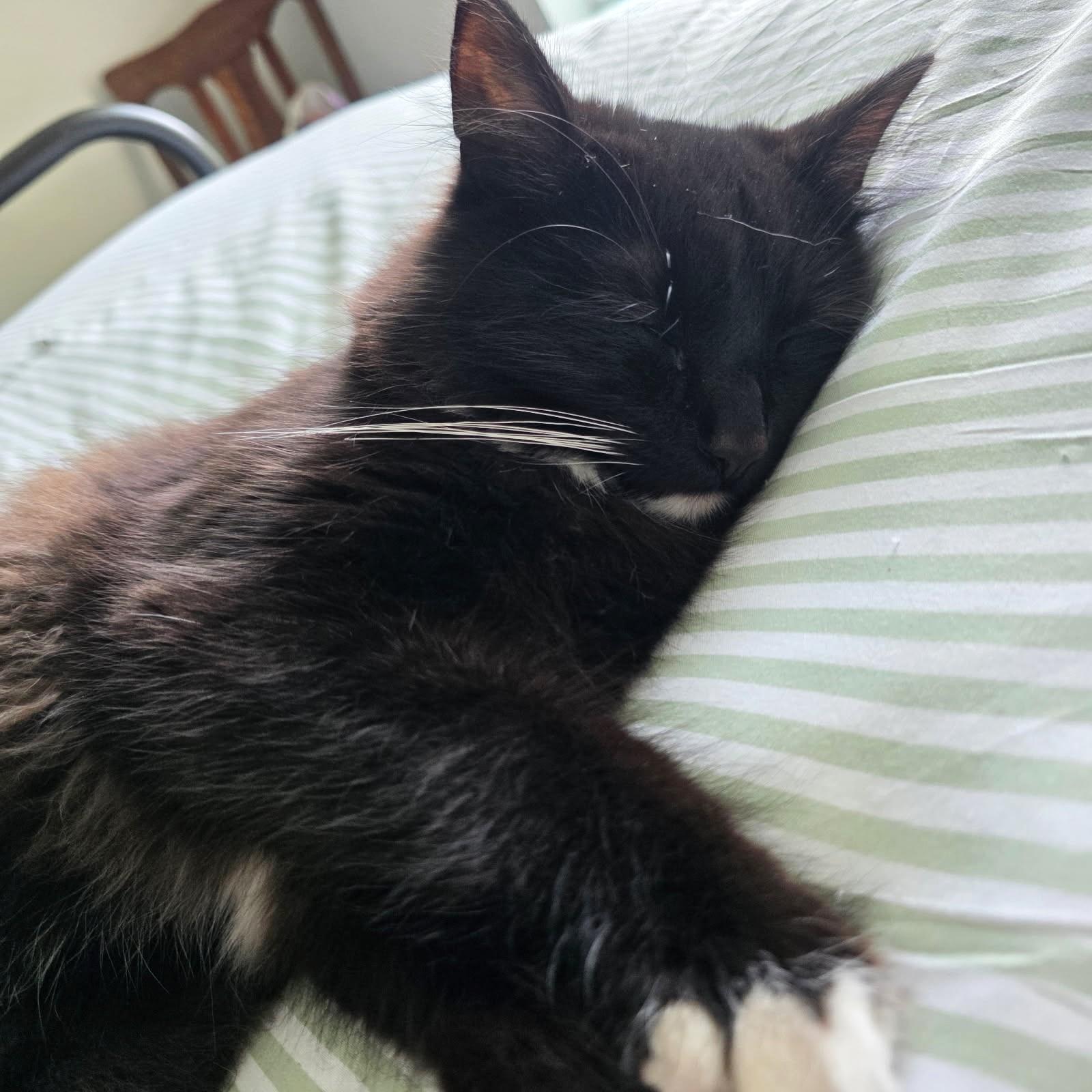 Bobby, a ADOPTABLE Domestic Long Hair in New Albany, OH image 5/6