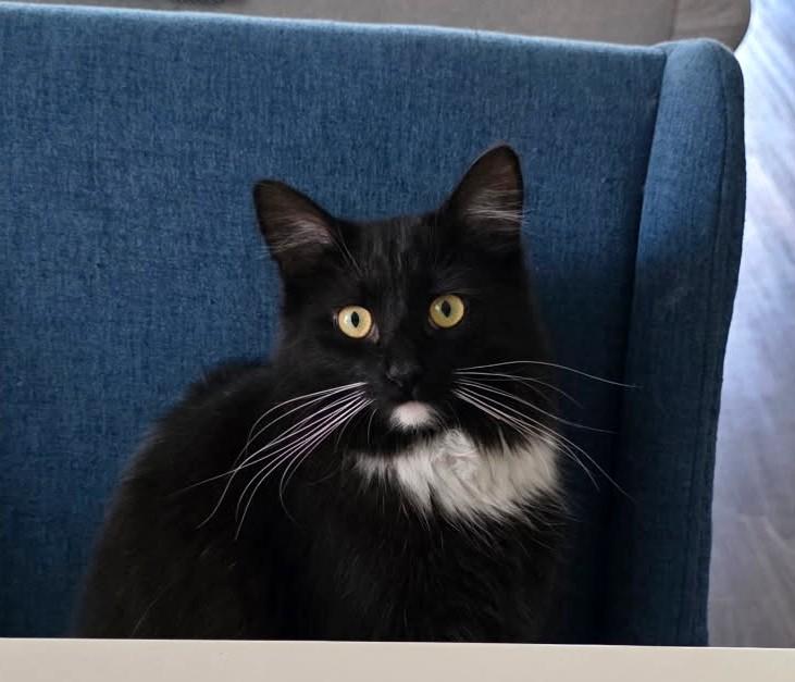 Bobby, a ADOPTABLE Domestic Long Hair in New Albany, OH image 6/6