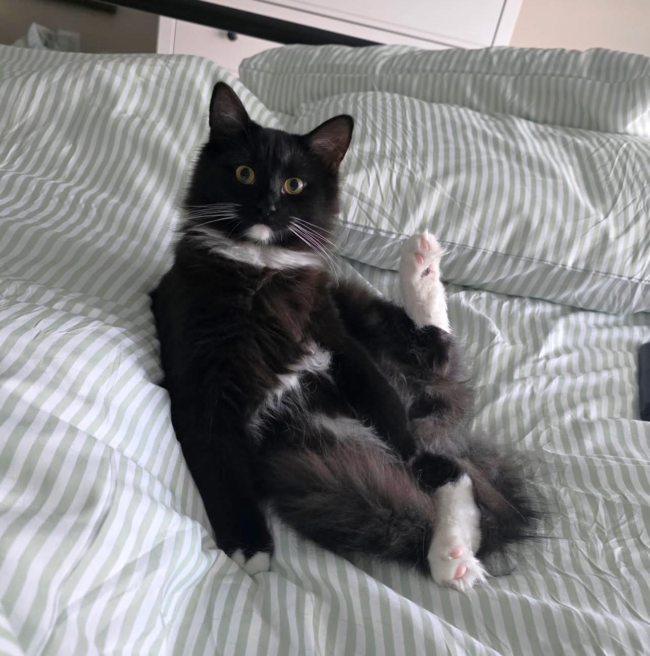 Bobby, ADOPTABLE, Young Male Domestic Long Hair.