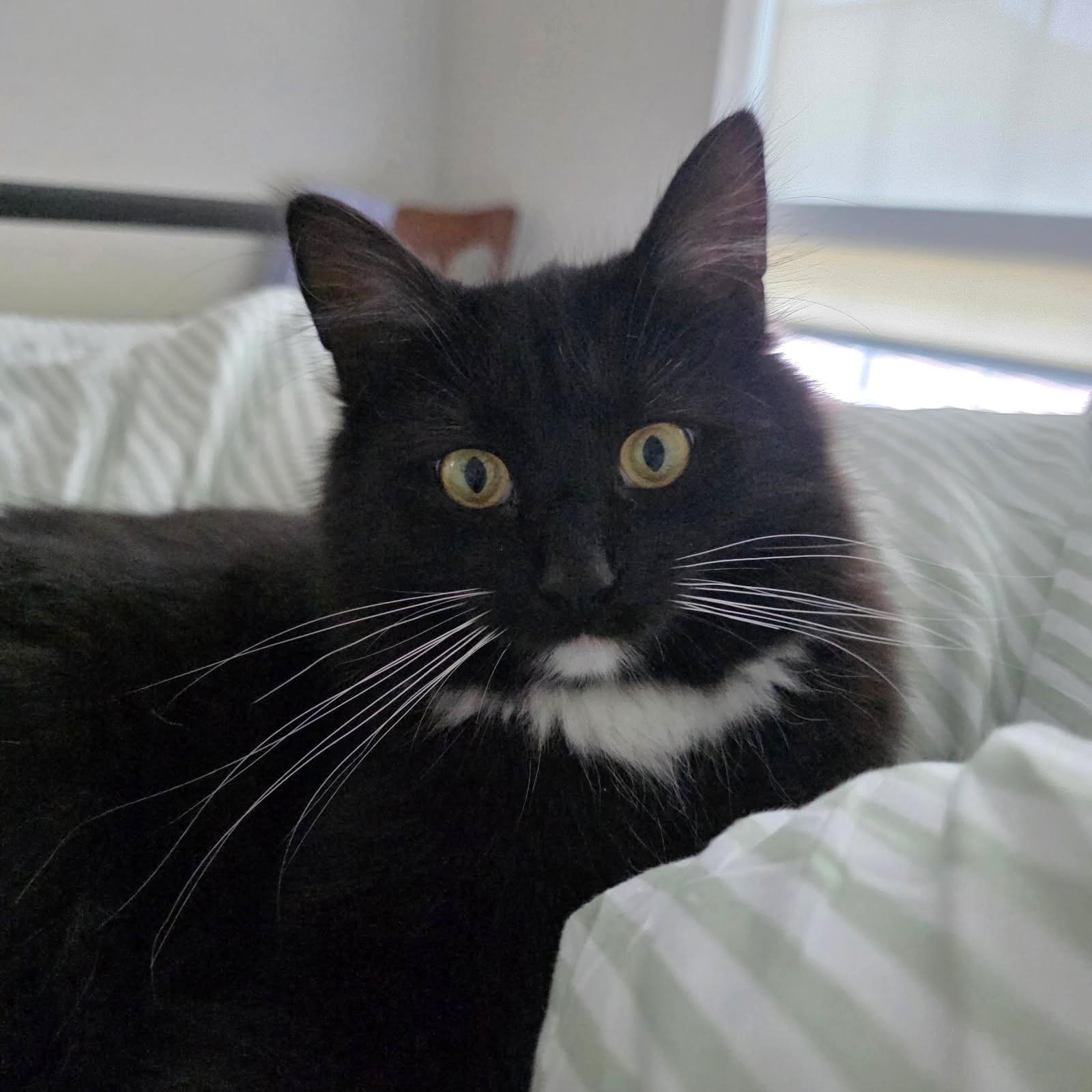 Bobby, a ADOPTABLE Domestic Long Hair in New Albany, OH image 2/6