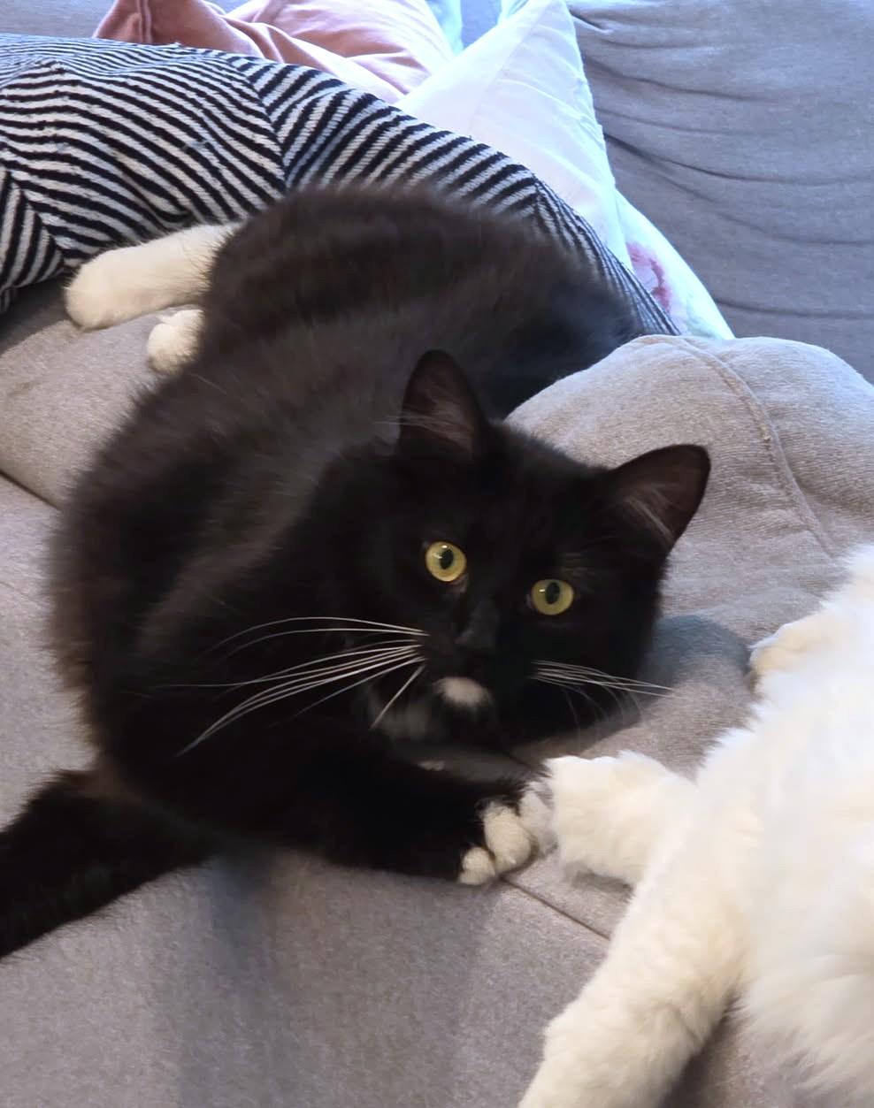 Bobby, a ADOPTABLE Domestic Long Hair in New Albany, OH image 4/6