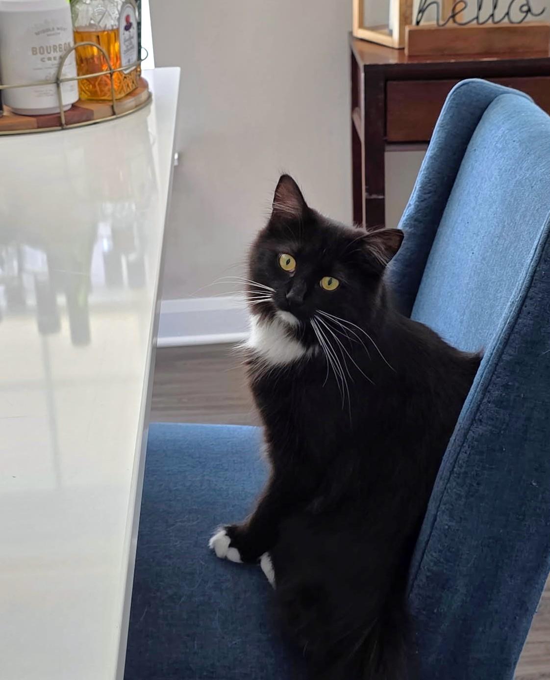 Bobby, a ADOPTABLE Domestic Long Hair in New Albany, OH image 3/6