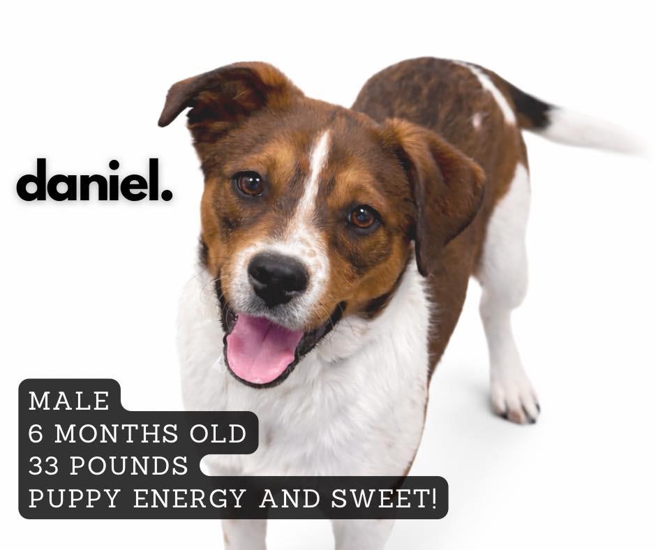 Daniel, Adoptable, Young Male Mixed Breed.