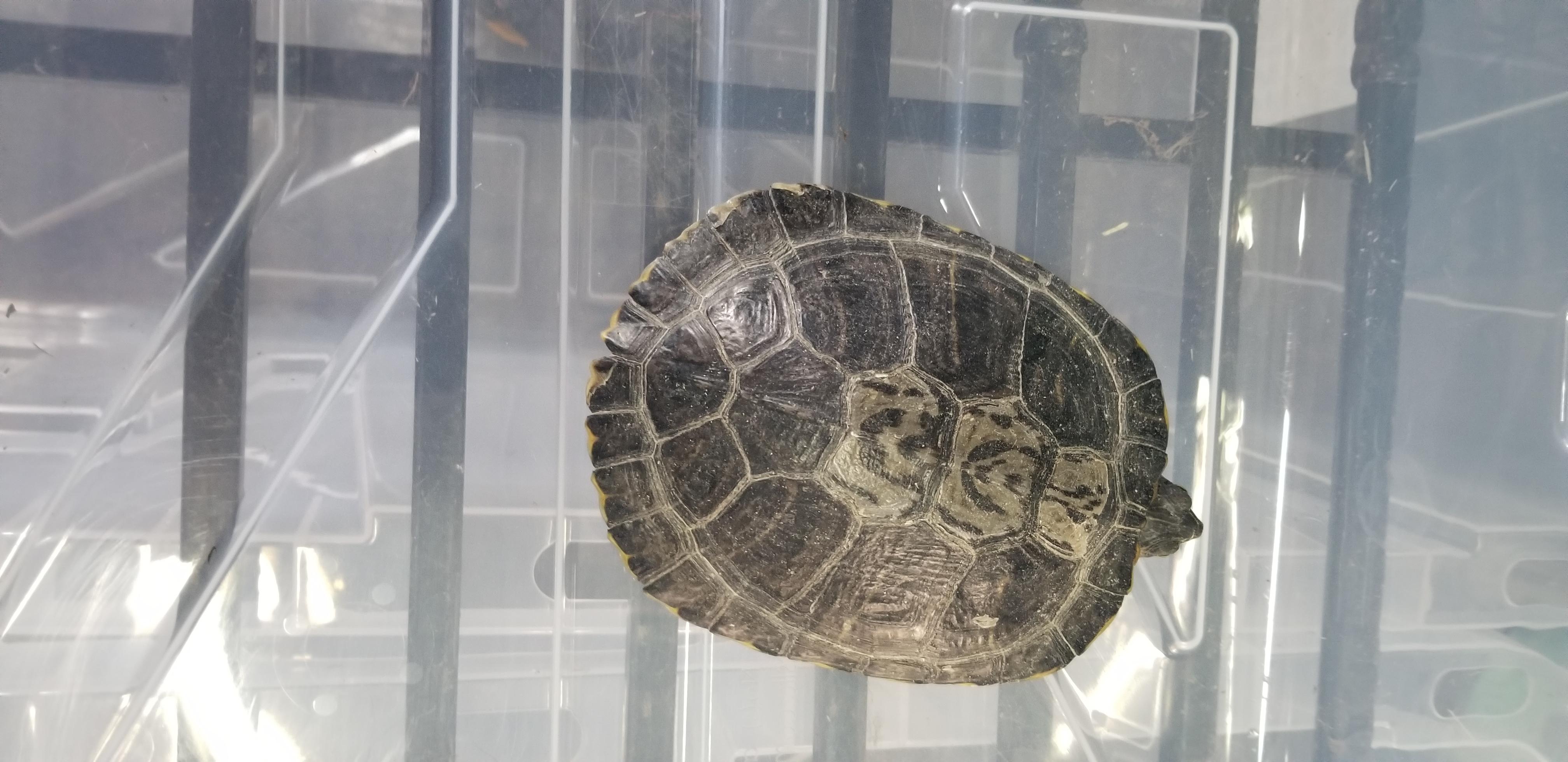 RES turtle 23-25, Adoptable, Adult Female Red-Eared Slider.