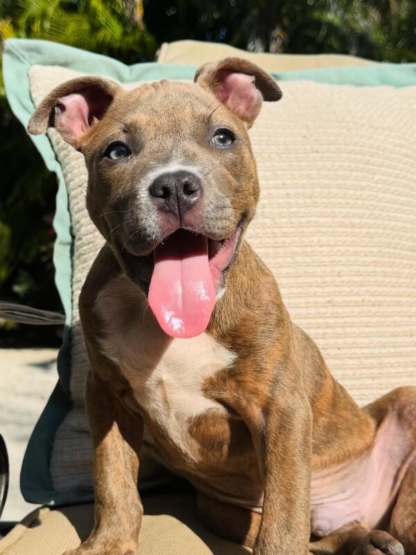 Marley, Adoptable, Adult Male Mixed Breed.