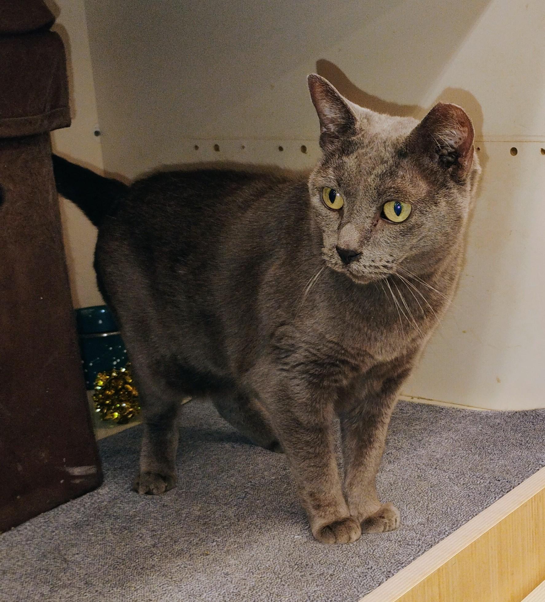 Enlarge Teddi (wants to be only cat), a Adopted mixed breed in St. Charles, MO image 3/5
