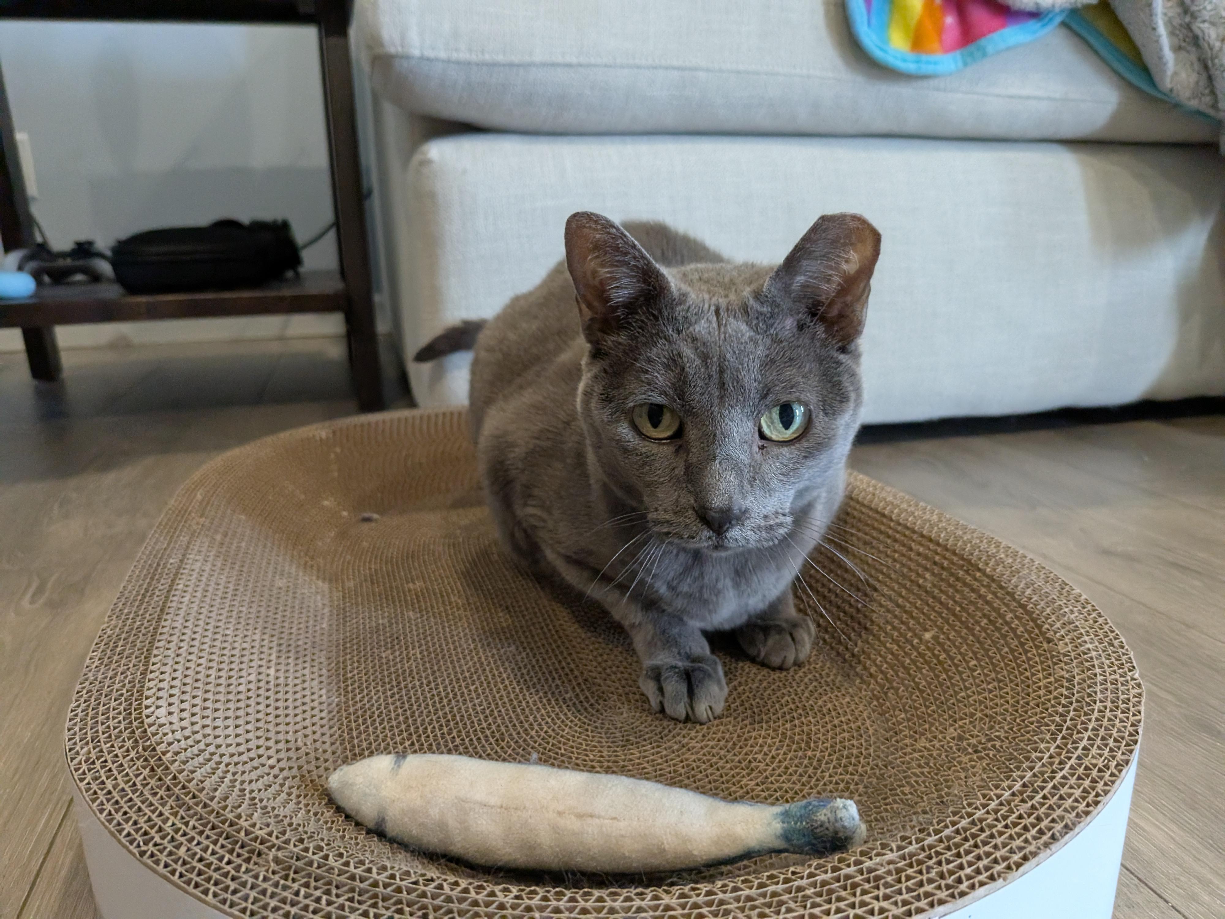 Enlarge Teddi (wants to be only cat), a Adopted mixed breed in St. Charles, MO image 2/5