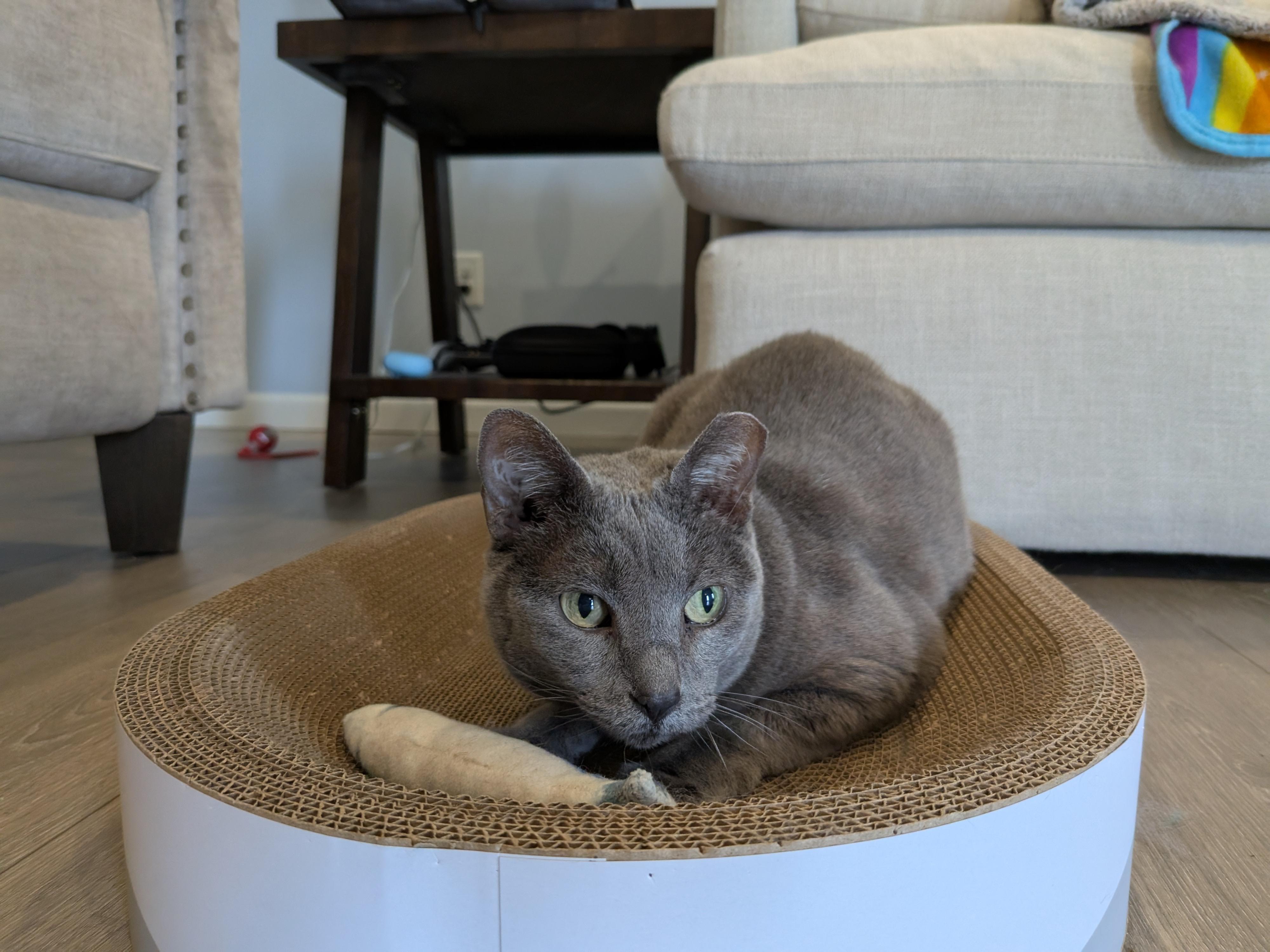 Enlarge Teddi (wants to be only cat), a Adopted mixed breed in St. Charles, MO image 5/5