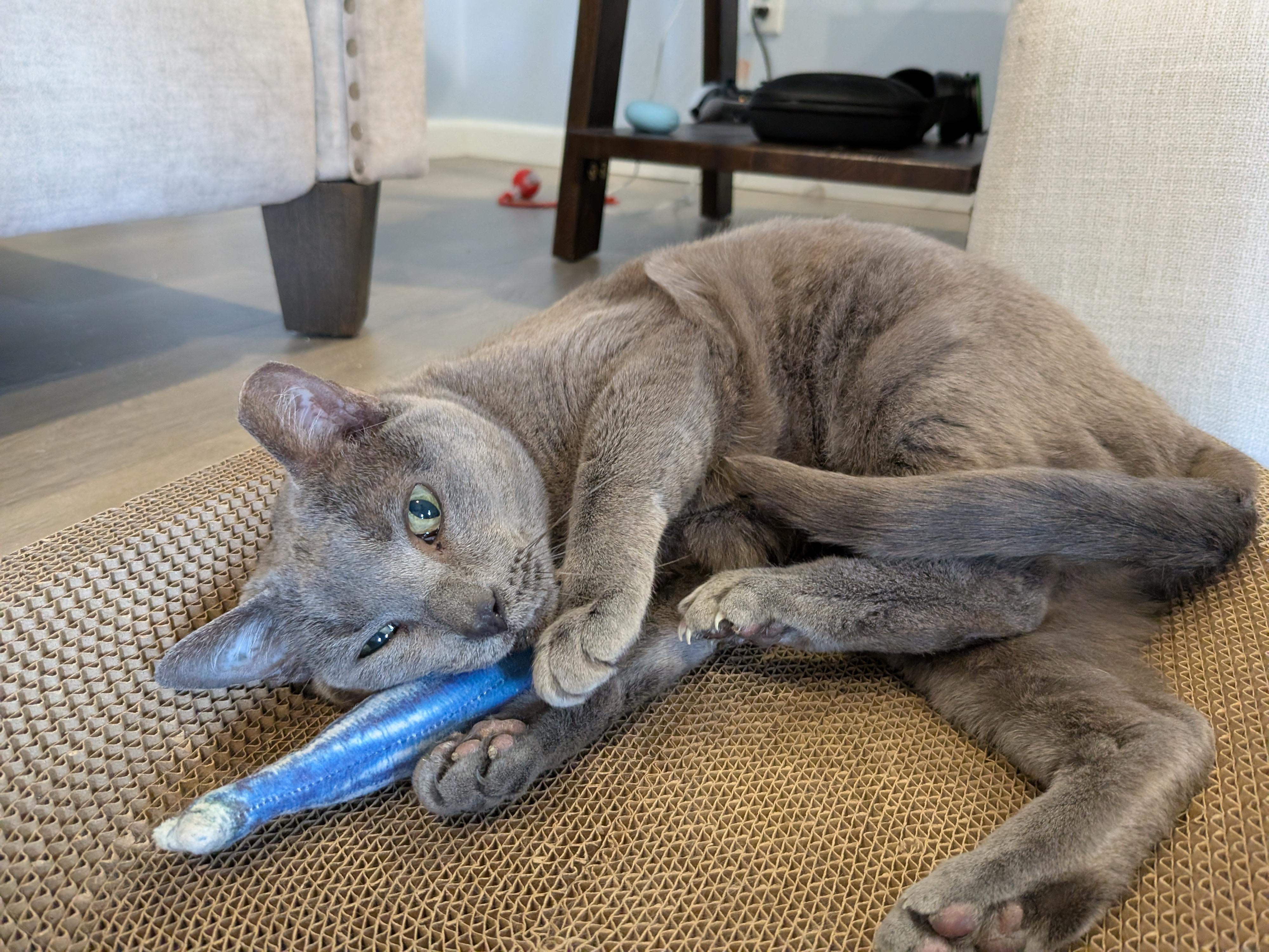 Enlarge Teddi (wants to be only cat), a Adopted mixed breed in St. Charles, MO image 4/5