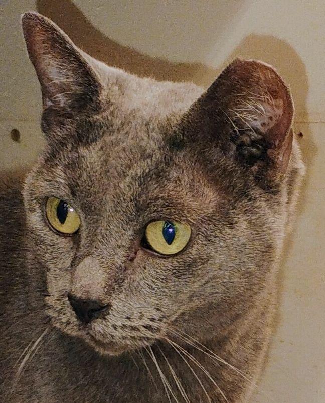 Teddi (wants to be only cat), Adopted, Senior Female Domestic Short Hair.