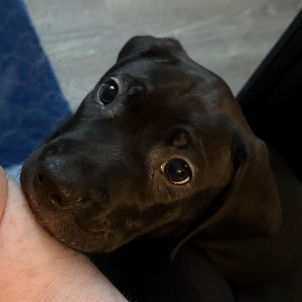 Charm, ADOPTABLE, Puppy Male Pit Bull Terrier.
