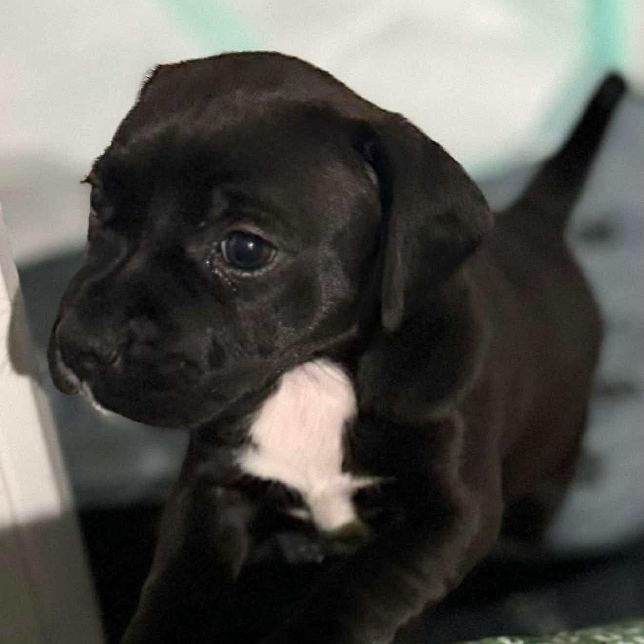 Charm, a ADOPTABLE mixed breed in Joliet, IL image 2/2