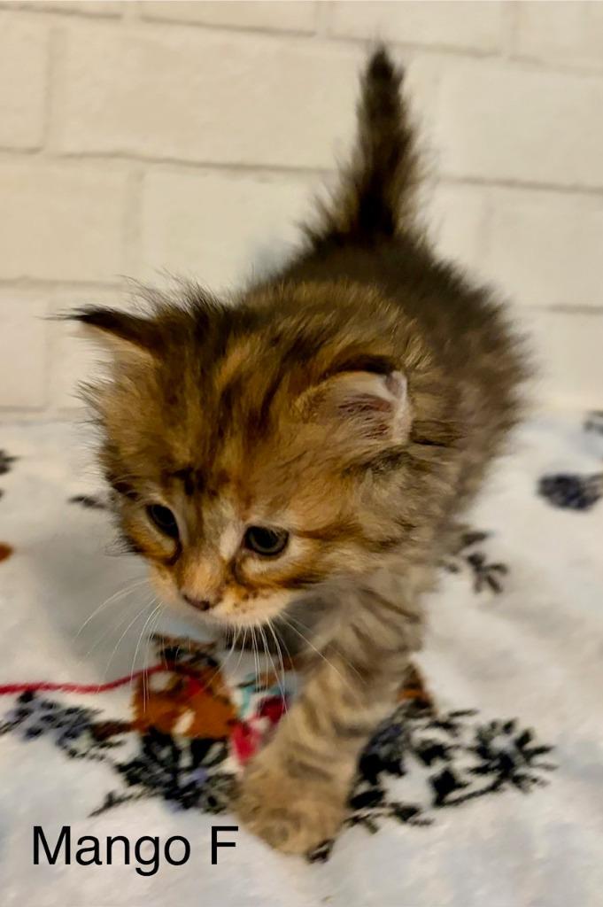 Mango, a Adopted mixed breed in Huntington, IN image 1/2
