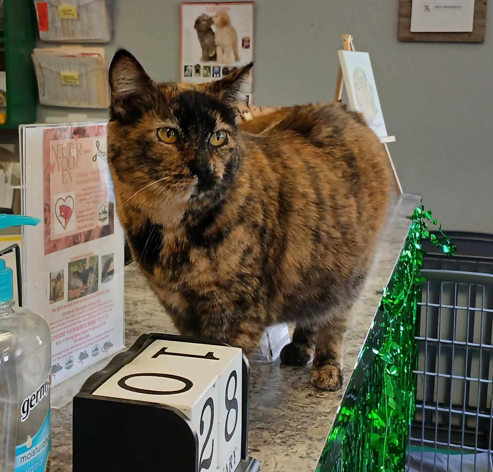 Shanti, Adult Female unknown