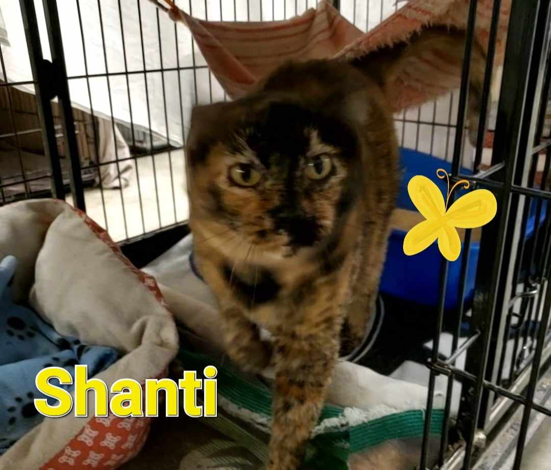 Shanti