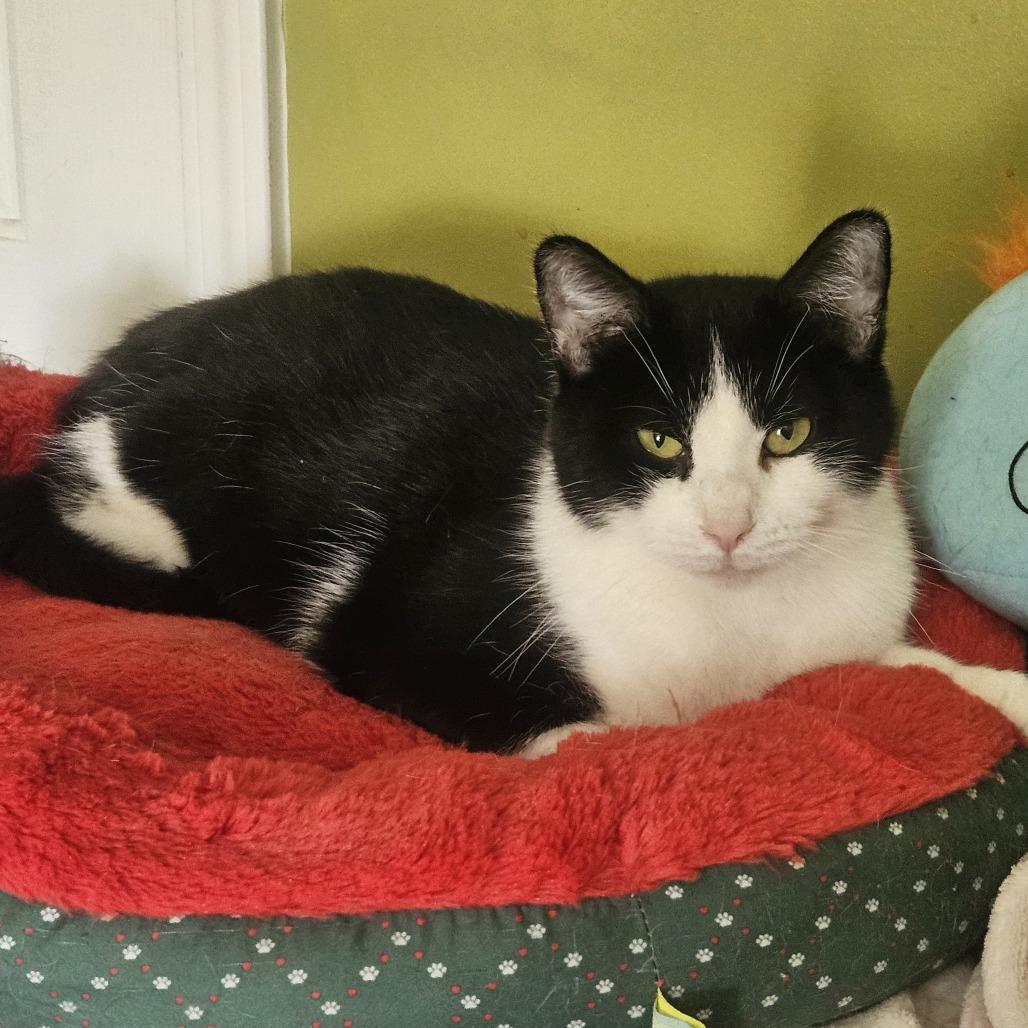 Jenny, Adoptable, Adult Female Domestic Short Hair.