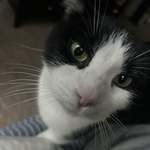Jenny, a Adoptable Domestic Short Hair in Winston Salem, NC image 2/4