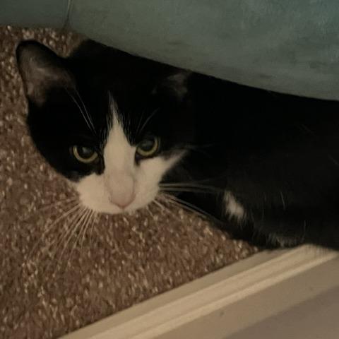Jenny, a Adoptable Domestic Short Hair in Winston Salem, NC image 4/4
