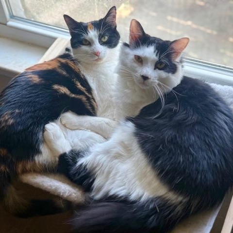 Enlarge Velvet and Denim, a ADOPTABLE Domestic Long Hair in Sweetwater, TN image 4/6