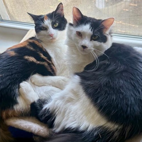 Enlarge Velvet and Denim, a ADOPTABLE Domestic Long Hair in Sweetwater, TN image 5/6