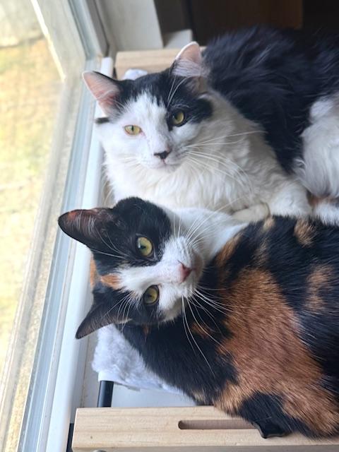 Enlarge Velvet and Denim, a ADOPTABLE Domestic Long Hair in Sweetwater, TN image 2/6