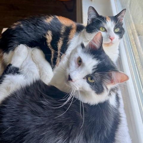 Enlarge Velvet and Denim, a ADOPTABLE Domestic Long Hair in Sweetwater, TN image 3/6