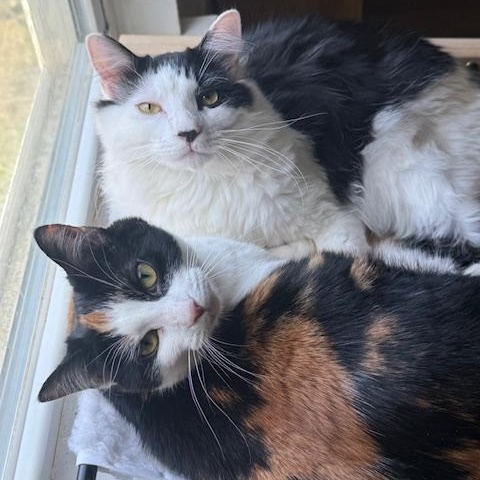 Enlarge Velvet and Denim, a ADOPTABLE Domestic Long Hair in Sweetwater, TN image 1/6