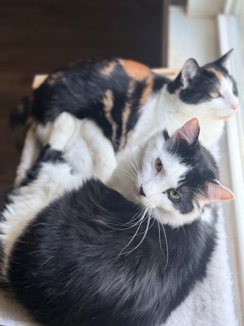 Enlarge Velvet and Denim, a ADOPTABLE Domestic Long Hair in Sweetwater, TN image 6/6