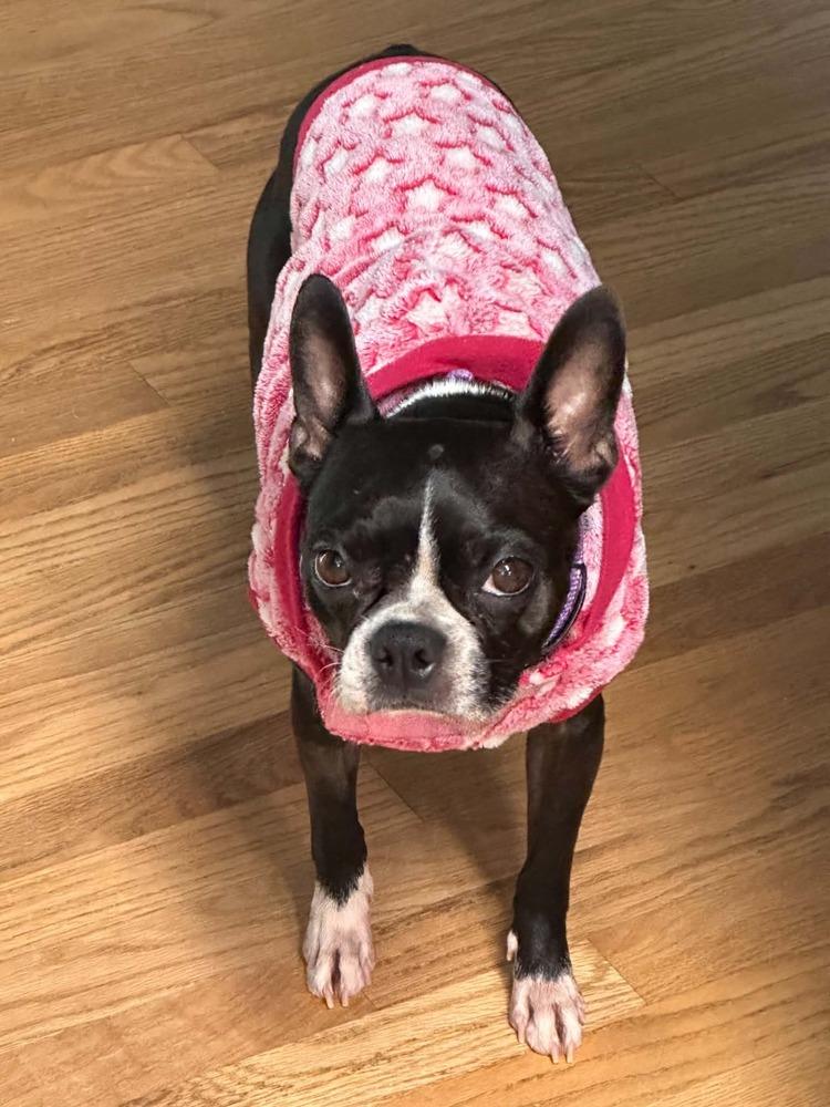 Enlarge Maggie, a Adoptable Boston Terrier in Jackson, TN image 1/5