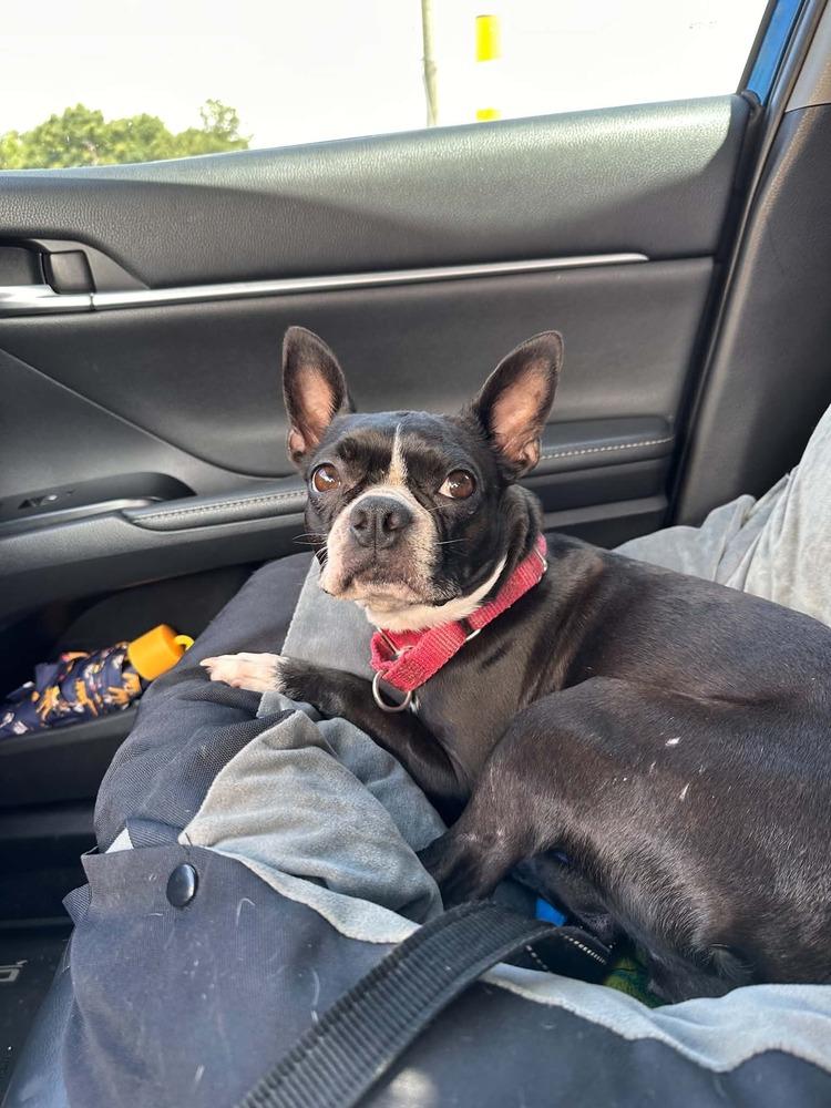 Enlarge Maggie, a Adoptable Boston Terrier in Jackson, TN image 2/5