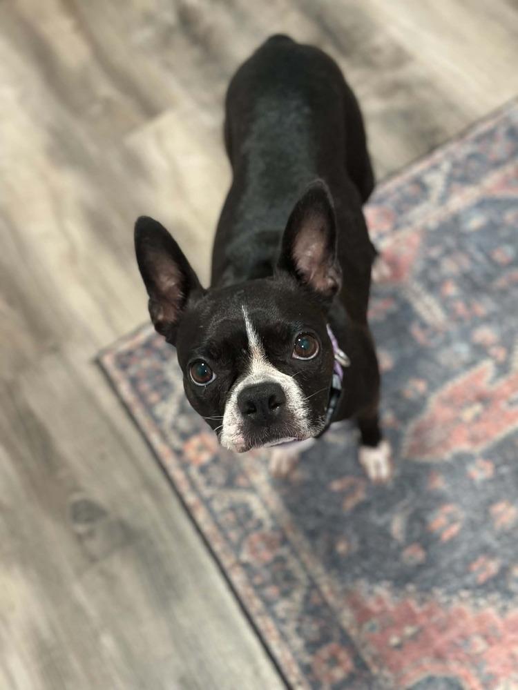 Enlarge Maggie, a Adoptable Boston Terrier in Jackson, TN image 3/5