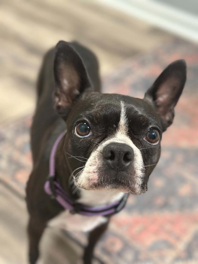 Enlarge Maggie, a Adoptable Boston Terrier in Jackson, TN image 4/5