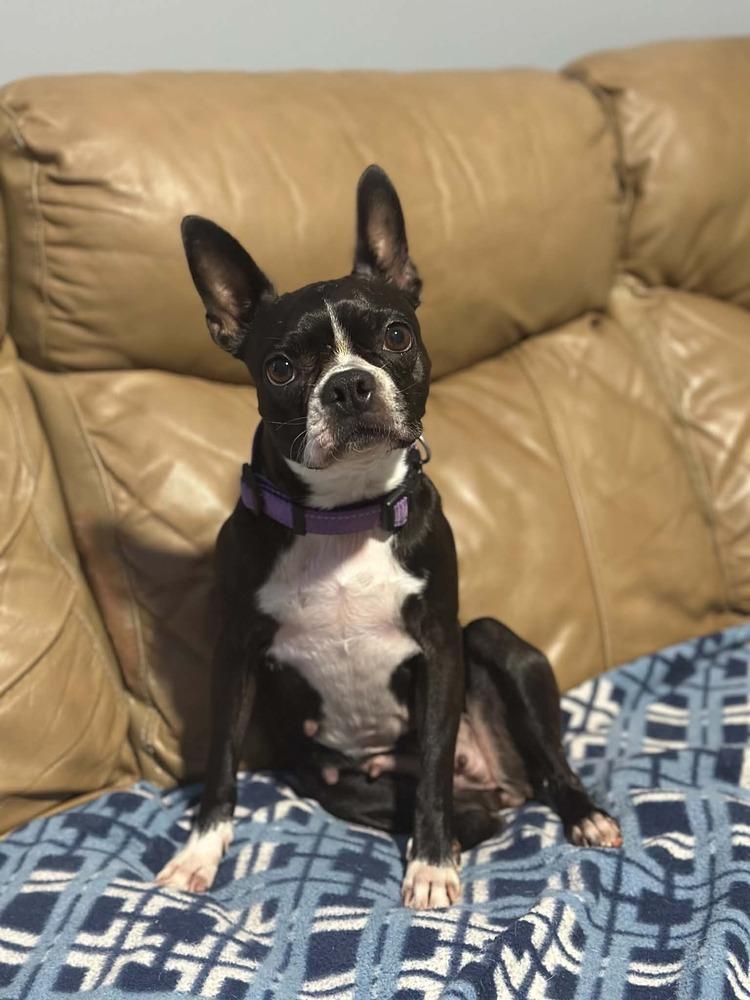 Enlarge Maggie, a Adoptable Boston Terrier in Jackson, TN image 5/5